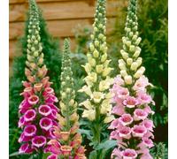 Thompson & Morgan Digitalis Candy Mountain Foxglove - Rose Pink Upward Blooms - Hardy Perennial - 1 Litre Pot