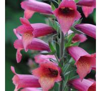 Thompson & Morgan Digitalis Illumination Raspberry Foxglove Perennial Pink Orange Bell Flowers Long Bloom Pollinator-Friendly