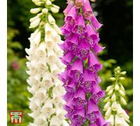 Thompson & Morgan Digitalis Purpurea Excelsior Hybrids 1 Litre Potted Plant X 2