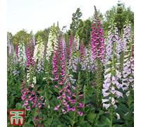 Thompson & Morgan Digitalis Purpurea Mixed 1 Litre Potted Plant X 2