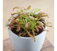 Thompson & Morgan Thompson & Morgan Drosera (capensis) 9Cm Potted Plant X 2
