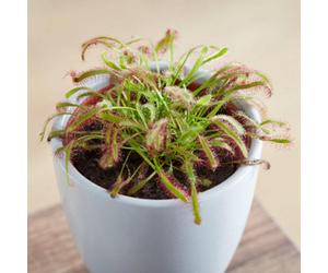 Thompson & Morgan Drosera Capensis Cape Sundew - Hardy Carnivorous Perennial Houseplant Easy Grow Insect-Catcher (2X 9Cm Pots)