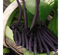 Thompson & Morgan Dwarf Bush Bean Purple Teepee 1 Seed Packet