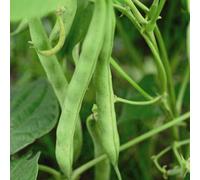 Thompson & Morgan Dwarf Bush Bean Tendergreen 1 Seed Packet
