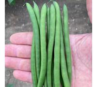 Thompson & Morgan Thompson & Morgan Dwarf French Bean Phaseolus vulgaris Quartz 1 Packet
