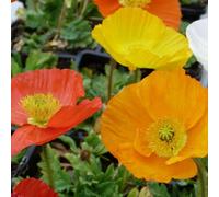 Thompson & Morgan Dwarf Icelandic Poppy Garden Gnome - Large Sunny Flowers - 1 Or 2 X 1L Pots