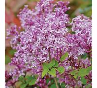 Thompson & Morgan Dwarf Lilac 'palibin' 9Cm Potted Plant X 1 - Hardy Perennial-Flower Shrub- Scented Garden Plant