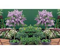 Thompson & Morgan Dwarf Lilac Standard Potted Plant In 2 Litre Potted Plant X 1 - Fragrant Blooms - Perfect For Pollinators