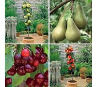 Thompson & Morgan Dwarf Patio Fruit Tree Collection 9Cm Potted Plant X 4 - Apples, Cherry & Pear