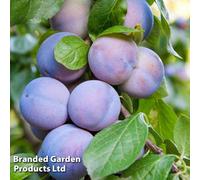 Thompson & Morgan Dwarf Patio Plum Tree - (Prunus) Mini Black Amber 9Cm Potted Plant X 1