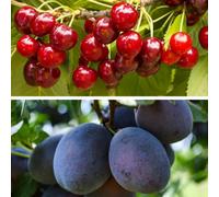 Thompson & Morgan Dwarf Plum And Cherry Tree Collection 9Cm Potted Plant X 2