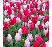 Thompson & Morgan Early Tulip Prince Mix - Lilac & Ruby 16 Bulbs. Ideal For Containers & Borders.