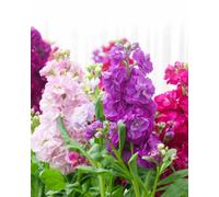 Thompson & Morgan Earlybird Mixed Stock Seeds - Vibrant Fragrant Annuals For Gardens & Containers - Easy To Grow