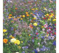 Thompson & Morgan Easy Annuals Seed Mix 10 Colorful Varieties For Continuous Summer Blooms - Borage Cornflowers Flax Marigolds Mal