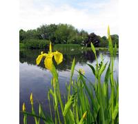 Thompson & Morgan Easy Grow Colourful Garden Flower Seeds For Bees Butterflies Wildlife - Hardy Annuals & Perennials (1 Packet)