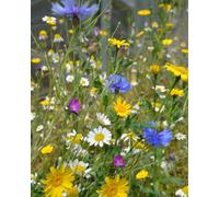 Thompson & Morgan Easy Grow Wildflower Seed Mix For Pollinators & Colourful Garden Borders/pots (1 Packet)