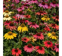 Thompson & Morgan Echinacea Cheyenne Spirit 1 Litre Potted Plant X 2