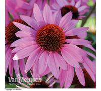 Thompson & Morgan Echinacea Cone Flower Nectar Pink 12 Plug Plants