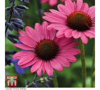 Thompson & Morgan Echinacea (Cone Flower) Purpurea Magnus 9Cm Potted Plant X 1