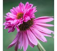 Thompson & Morgan Echinacea Doubledecker 1 Seed Packet (8 Seeds), Pink