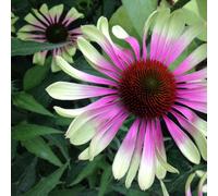 Thompson & Morgan Echinacea Green Twister 3 Bare Roots