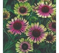 Thompson & Morgan Echinacea Green Twister Hardy Perennial Two-Tone Lime Flowers Attracts Butterflies 1 Litre Pot