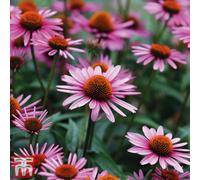 Thompson & Morgan Echinacea Purpurea 3 Bare Root Plants