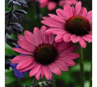 Thompson & Morgan Echinacea Purpurea Magnus 9Cm Potted Plant X 2