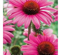 Thompson & Morgan Echinacea Purpurea Rubinstern 1 Litre Potted Plant X 1