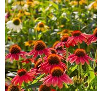 Thompson & Morgan Echinacea Red Coneflower Seed Packet Vibrant Blooms Pollinator Attractor Hardy Perennial