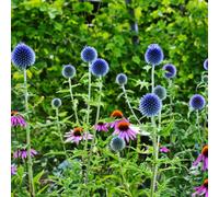 Thompson & Morgan Echinops Ritro 1 Litre Potted Plant X 2