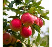 Thompson & Morgan Elstar Apple Tree - Rhs Award Winner Self-Pollinating Easy To Grow 1 X 5L Pot