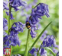 Thompson & Morgan English Bluebell (Hyacinthoides Non-Scripta) In The Green 25 Bulbs
