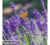 Thompson & Morgan English Lavender Angustifolia Vera - 9Cm Potted Plant X 1