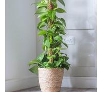 Thompson & Morgan Epipremnum Aureum Devil S Ivy - Golden Streaked Air Purifying Houseplant Climber In 12Cm Pot