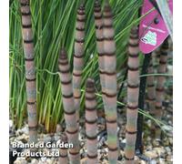 Thompson & Morgan Equisetum Hyemale 9Cm Potted Plant X 1