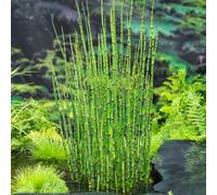 Thompson & Morgan Equisetum Japonicum 9Cm Potted Plant X 1