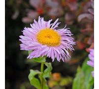 Thompson & Morgan Erigeron Seciosus Pink Jewel - Hardy Pink Perennial For Coastal Gardens Borders Rockeries - 9Cm Pot