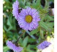 Thompson & Morgan Erigeron Speciosus Azure Fairy 1 Litre Potted Plant X 2