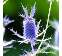Thompson & Morgan Eryngium Leavenworthii Seeds - Sea Holly Purple Pineapple Vivid Purple Bracts Bee Friendly Hardy Annual 25 Seeds