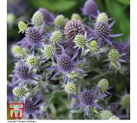 Thompson & Morgan Eryngium Planum Blue Hobbit 9Cm Pot X 3