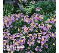 Thompson & Morgan Erysimum (Wallflower) Constant Cheer 50mm Plug Plant X 12