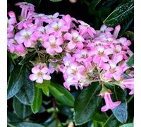 Thompson & Morgan Escallonia Apple Blossom 3.5 Litre Pot x 1