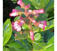 Thompson & Morgan Escallonia Laevis Gold Ellen 3 Litre Potted Plant X 1