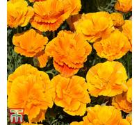 Thompson & Morgan Eschscholzia Californica Poppy Lady Marmalade 1 Seed Packet (130 Seeds)