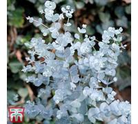 Thompson & Morgan Eucalyptus gunnii Azura 9cm Pot x 3