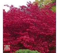 Thompson & Morgan Euonymus Alatus Compactus 9Cm Potted Plant X2