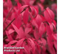 Thompson & Morgan Euonymus Alatus Unforgettable Fire Hayman 9Cm Potted Plant X 1