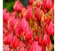 Thompson & Morgan Euonymus Alatus (Winged Spindle) 9Cm Pot X 2