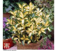 Thompson & Morgan Euonymus Blonde Beauty 9cm Potted Plant x 1